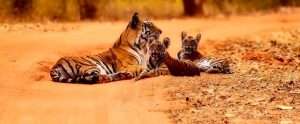 a tiger with her cubs on a muddy road