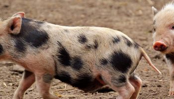 two piglets walking around