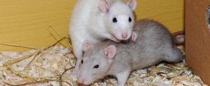 two rats in an enclosure