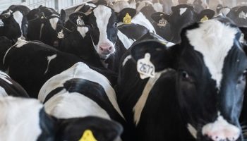 dairy cows crammed together in a line
