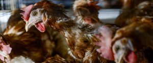 layer hens in cramped cage systems
