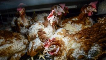 layer hens in cramped cage systems
