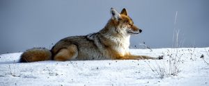 coyote in the snow