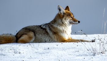 coyote in the snow