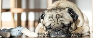 dog sleeping near toy