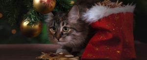 a cat sitting under a Christmas tree