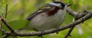 bird on a branch