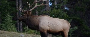 elk in Kentucky woods