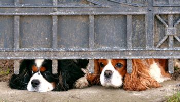 two dogs poking their heads under a metal fence