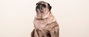 an overweight pug