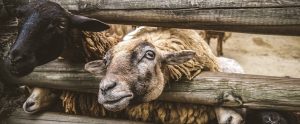 two sheep poking their heads out of a wooden fence