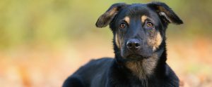 black dog