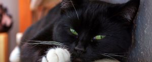 black cat