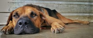dog lying on the floor