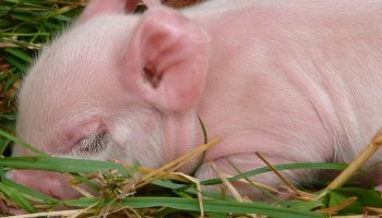 pig sleeping in grass