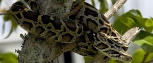 python wrapped around a tree branch