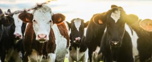 a herd of cows facing forward