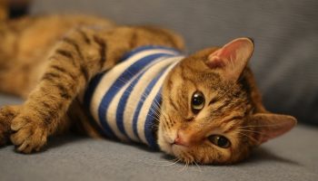 cat lying on a sofa
