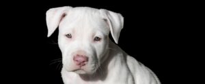 white dog with black background