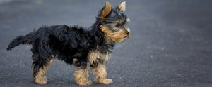 a yorkshire terrier walking outside