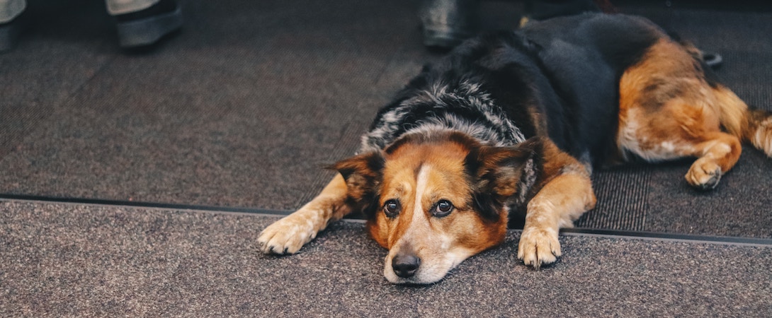 a dog lying on the floor