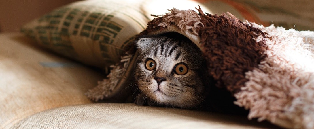 a cat lying under a carpet
