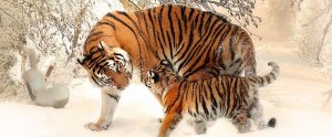 a mother tiger checking on its cub in the snow