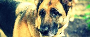 sad German Shepherd