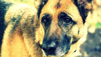 sad German Shepherd