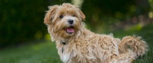 pet dog outside