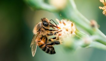 bee harvesting pollen from a flower