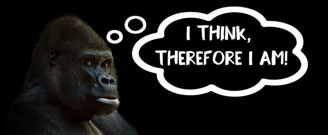 a gorilla with a thought balloon next to him that says "I think therefore I am"
