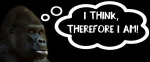a gorilla with a thought bubble that says "I THINK, THEREFORE I AM"