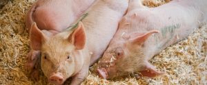 three piglets lying together in a barn