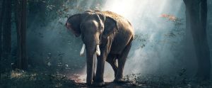 elephant in the woods