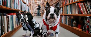 two dogs in a library