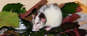rat eating some rat food and standing on leaves