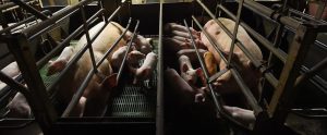 sow and piglets in gestation crates