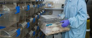 a doctor carrying a cage containing laboratory rats