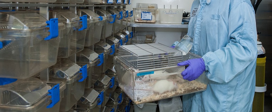 a doctor carrying a cage containing laboratory rats