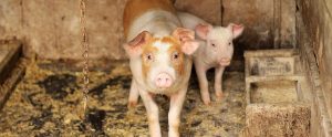 two pigs in a dirty room in a farm