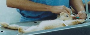 research rabbit being tied down by a scientist