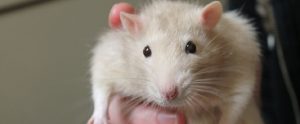 man holding a research rat in his hand