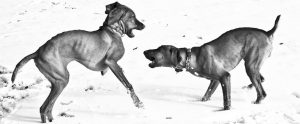 two dogs fighting in the snow