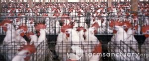 hundreds of chickens stuck in tiny cages in a warehouse