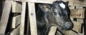 cow in a confined wooden housing unit