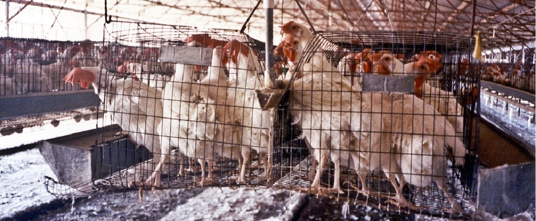 chickens in cages on a factory farm