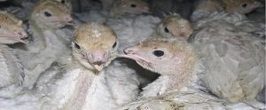 white baby chicks cramped together