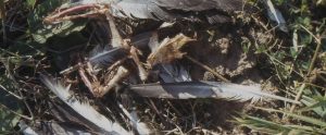 dead crow decomposing in the grass
