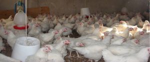 white chickens in a factory farm
